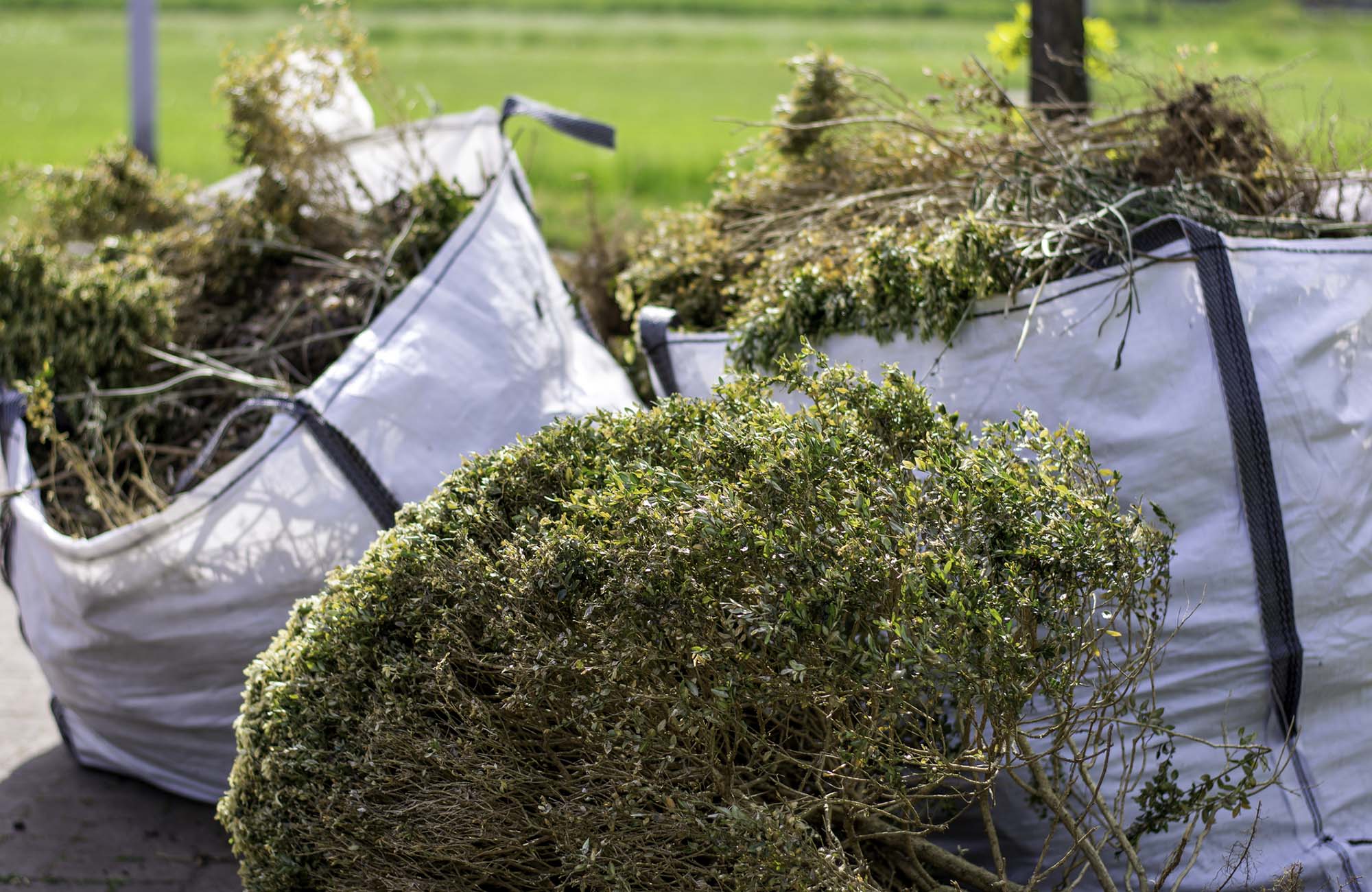 Large white rental bags with organic green garden waste. Big white bags filled with organic green garden waste after gardening. Local councils collecting green waste to process it into green energy and compost.